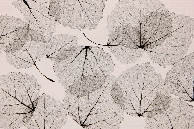 Fototapeta: Abstrakcja odbitych liści na ścianie