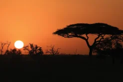 Fototapeta: Afrykańska roślinność o zachodzie