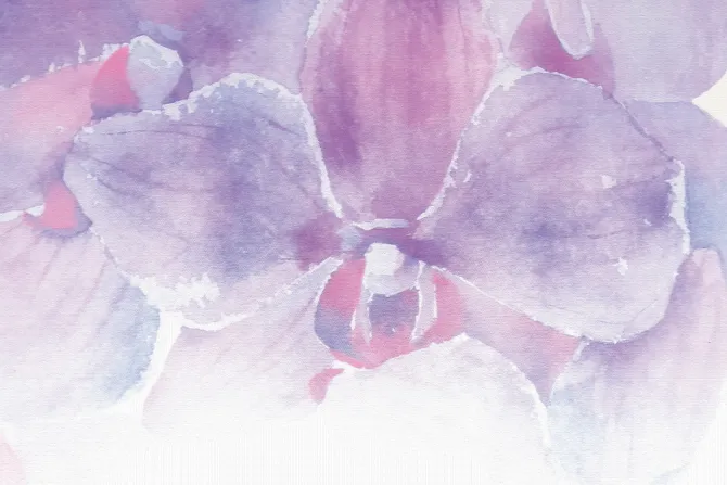 Fototapeta: Akwarela storczyka w kolorach różu i fioletu