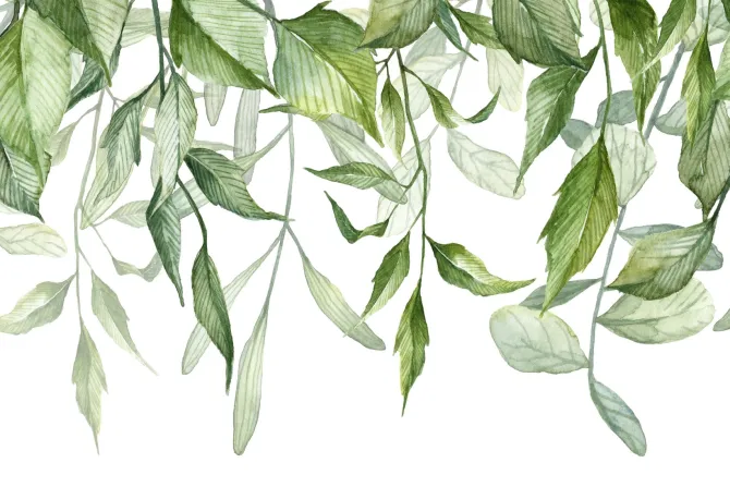 Fototapeta: Akwarelowe zielone liście na białym tle