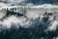 Fototapeta: Alpejski las jodłowy we mgle