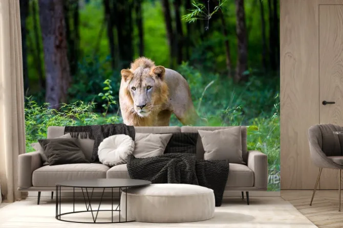 Fototapeta: Bardzo rzadko lew azjatycki w parku narodowym w indiach. te narodowe