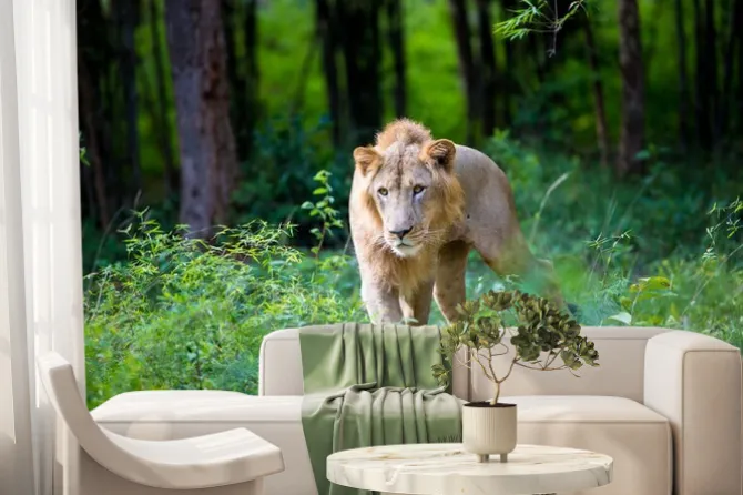 Fototapeta: Bardzo rzadko lew azjatycki w parku narodowym w indiach. te narodowe