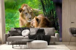 Fototapeta: Bardzo rzadko lew azjatycki w parku narodowym w indiach. te narodowe