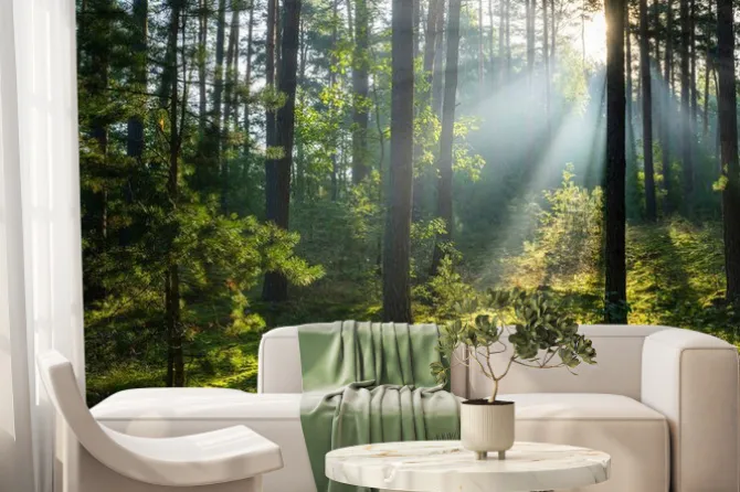 Fototapeta: Beautiful sunny morning in green forest