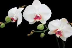 Fototapeta: Biała orchidea na czarnym tle