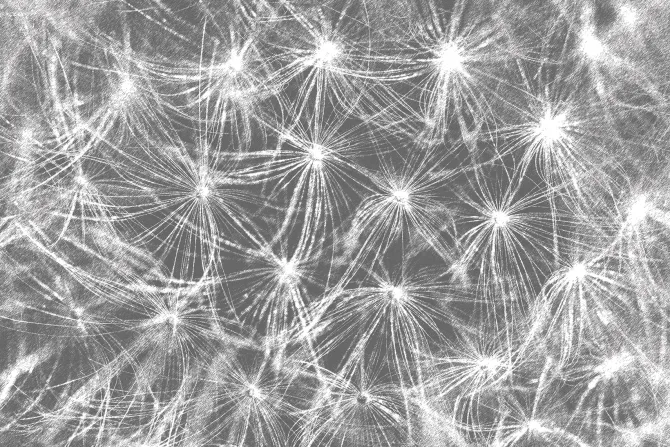 Fototapeta: Białe dmuchawce na szarym tle