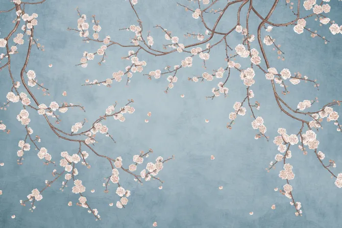 Fototapeta: Białe kwiaty wiśni na gałęziach