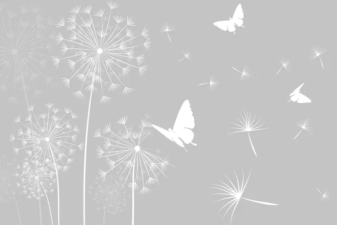 Fototapeta: Białe motyle i dmuchawce z nasionami na wietrze minimalistyczny