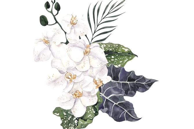 Fototapeta: Białe orchidee wśród liści