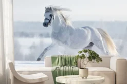 Fototapeta: Biały koń galopuje w polu w zimie