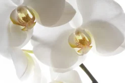 Fototapeta: Biały kwiat storczyka na jasnym tle