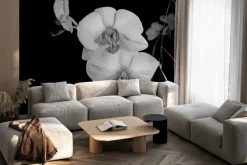 Fototapeta: Biały storczyk na czarnym tle