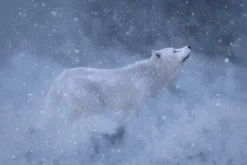 Fototapeta: Biały wilk w otoczeniu zimowej scenerii