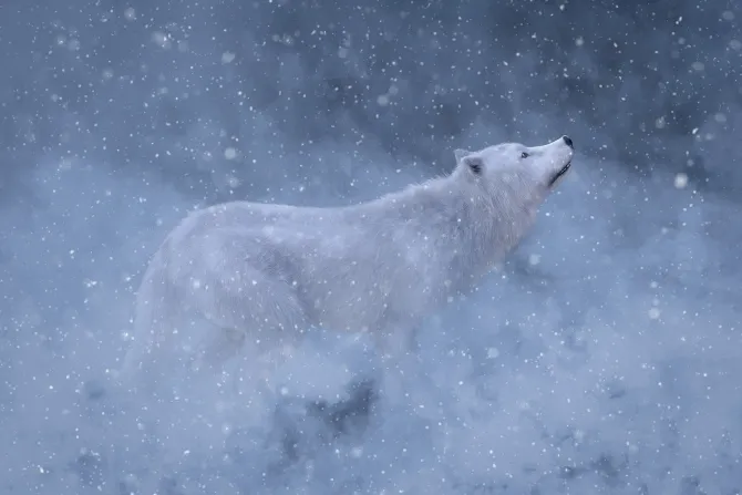 Fototapeta: Biały wilk w otoczeniu zimowej scenerii
