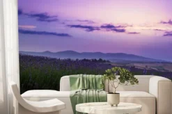 Fototapeta: Blooming lavender field at sunset in tuscany