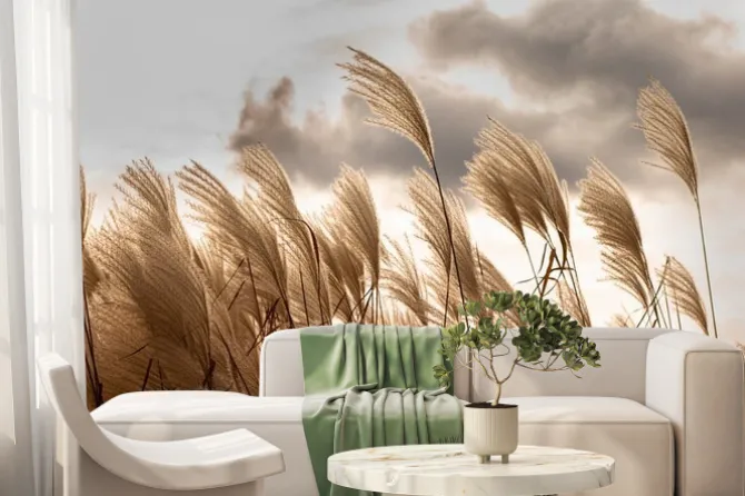 Fototapeta: Boho trawa pampasowa falująca na wietrze
