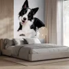 Fototapeta: Border collie pies na białym tle
