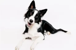 Fototapeta: Border collie pies na białym tle