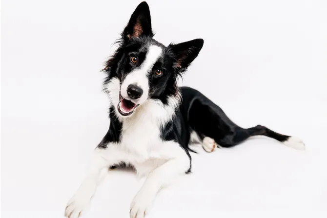 Fototapeta: Border collie pies na białym tle