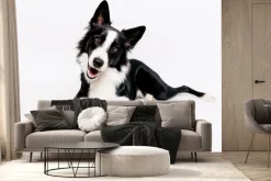 Fototapeta: Border collie pies na białym tle