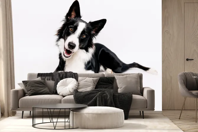 Fototapeta: Border collie pies na białym tle