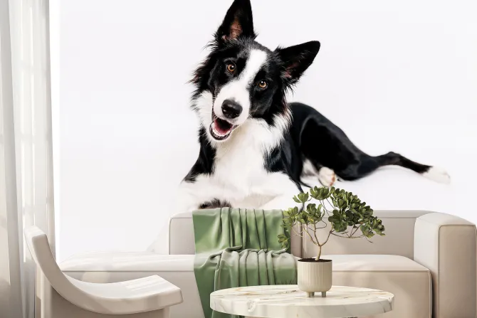 Fototapeta: Border collie pies na białym tle
