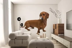 Fototapeta: Brązowy jamnik na białym tle