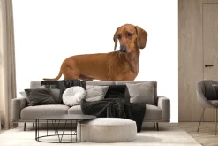 Fototapeta: Brązowy jamnik na białym tle