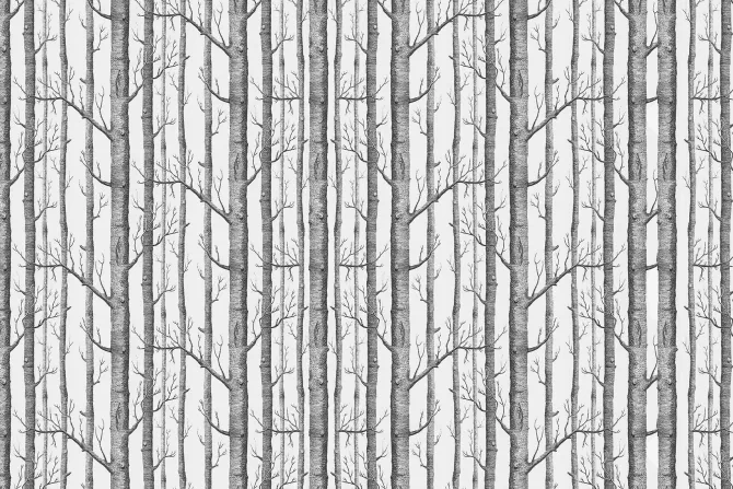 Fototapeta: Brzozy w minimalistycznym krajobrazie