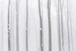 Fototapeta: Brzozy we mgle zimowy krajobraz