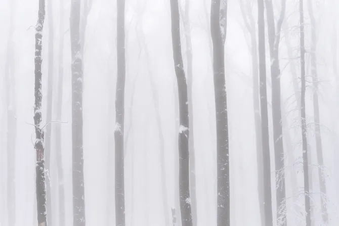 Fototapeta: Brzozy we mgle zimowy krajobraz