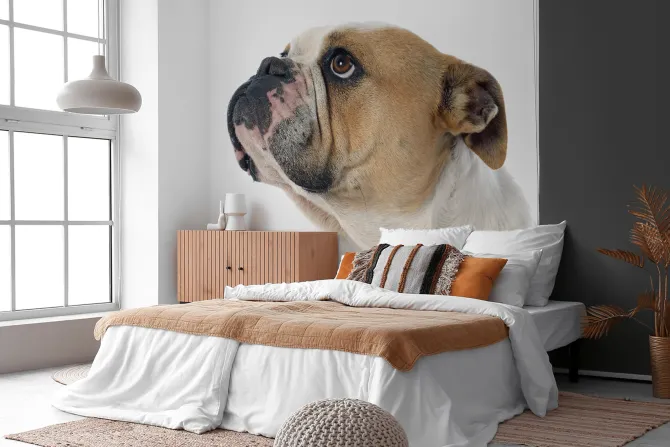 Fototapeta: Buldog angielski na białym tle