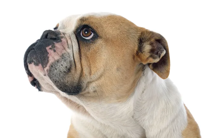Fototapeta: Buldog angielski na białym tle