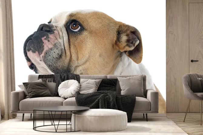 Fototapeta: Buldog angielski na białym tle