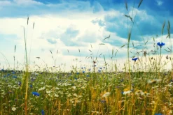 Fototapeta: Chabry i stokrotki na polnej łące