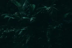 Fototapeta: Ciemna dżungla z egzotycznymi liśćmi