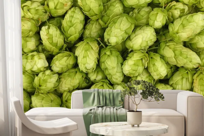 Fototapeta: Close up background of fresh green beer hops