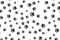 Fototapeta: Czarne łapy psów na białym tle