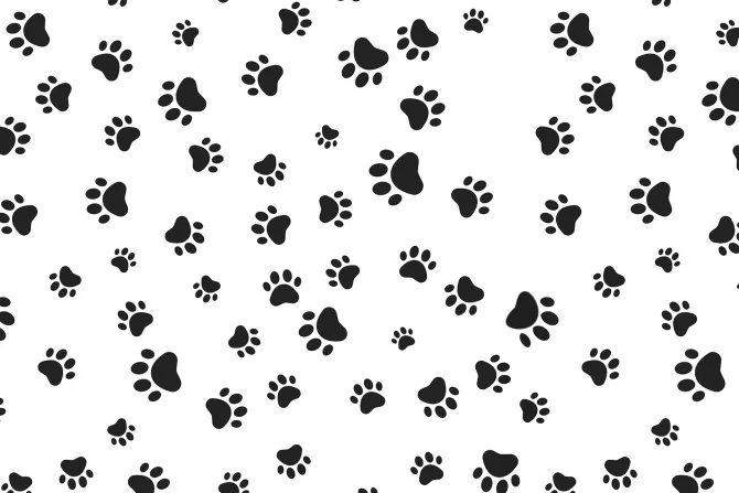 Fototapeta: Czarne łapy psów na białym tle