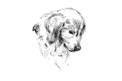 Fototapeta: Czarno biały portret psa w stylu szkicu