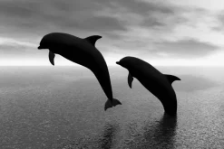 Fototapeta: Czarno-białe zdjęcie delfinów na tle wody