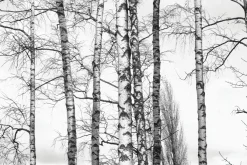 Fototapeta: Czarno-biały brzozowy las