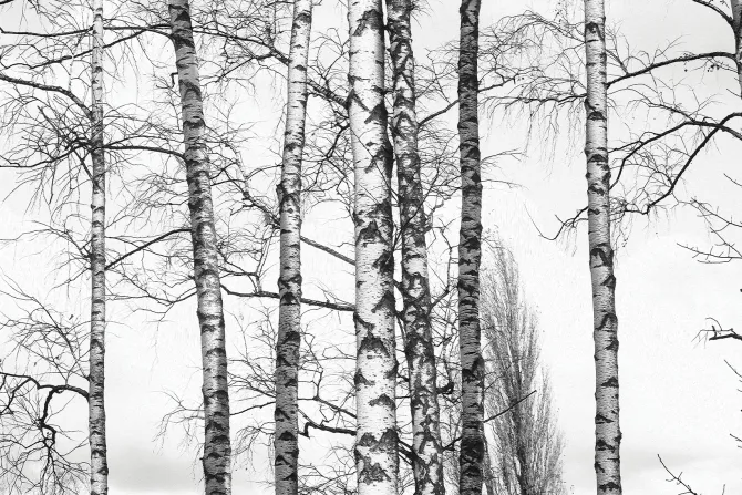 Fototapeta: Czarno-biały brzozowy las