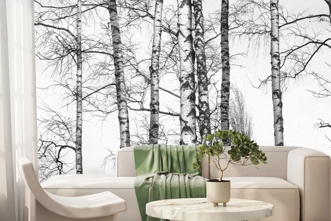 Fototapeta: Czarno-biały brzozowy las