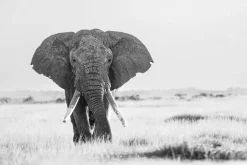 Fototapeta: Czarno-biały duży słoń na safari