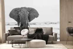 Fototapeta: Czarno-biały duży słoń na safari