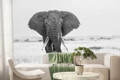 Fototapeta: Czarno-biały duży słoń na safari