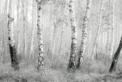 Fototapeta: Czarno-biały las brzozowy