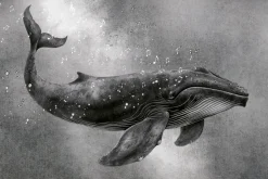 Fototapeta: Czarnobiały wzór śpiew wieloryba i muzyczne nuty